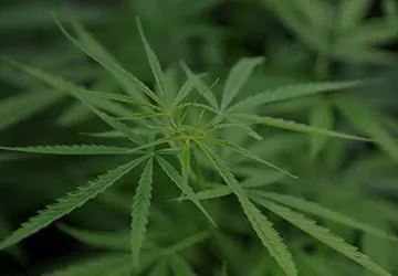 Herbal & Nutraceutical